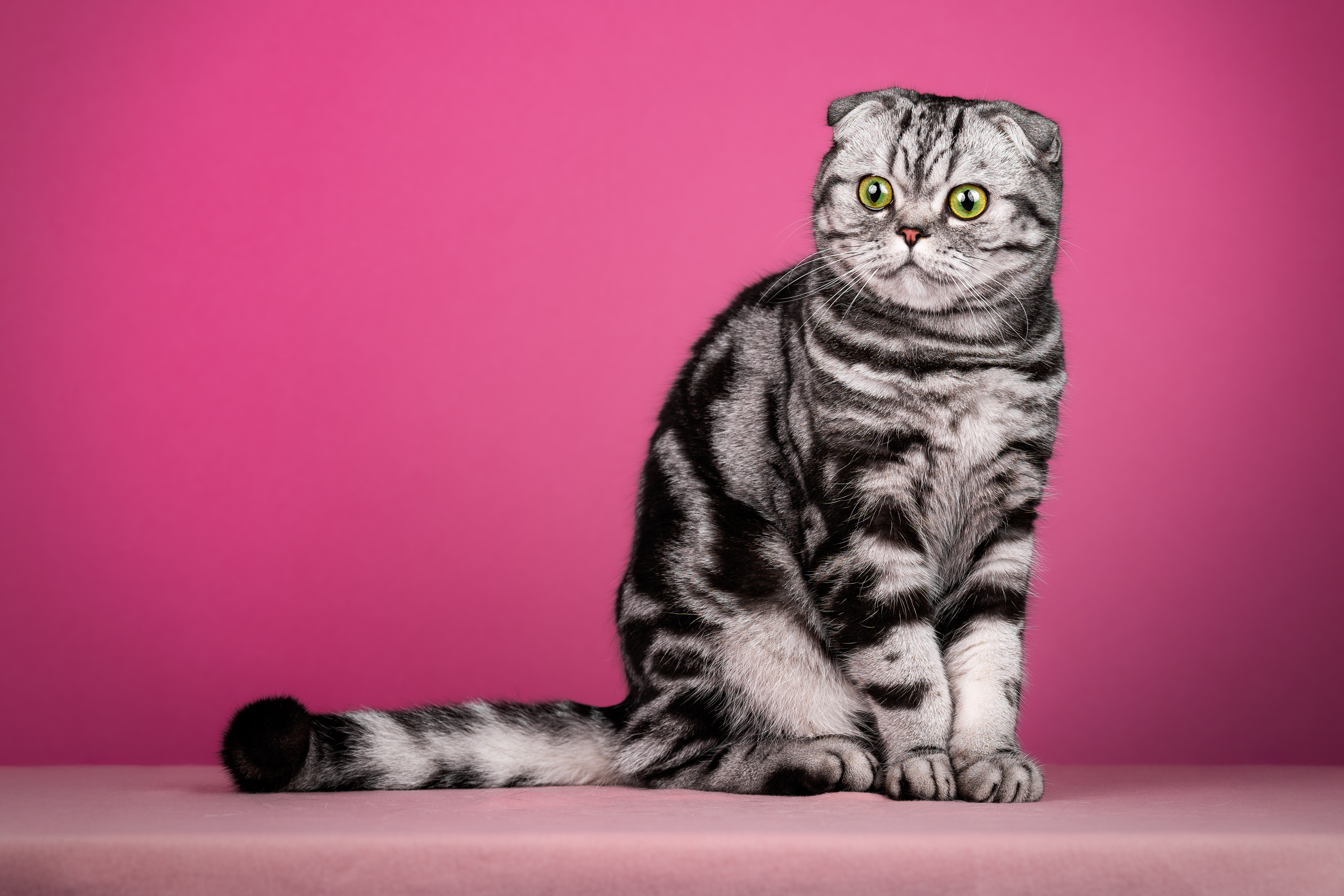 CH. Broňa M&M Rainbowland